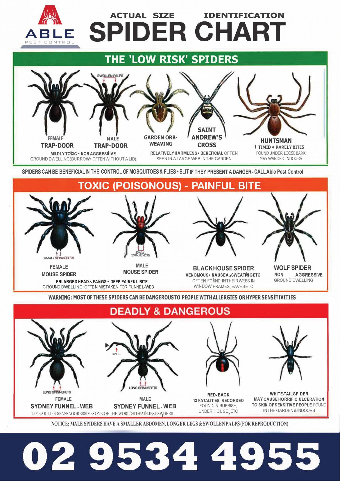 Spider Poisonous Chart